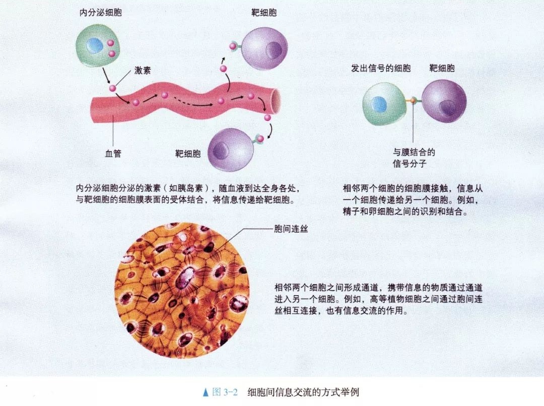 细胞膜的功能和结构特性（高中生物细胞膜知识）