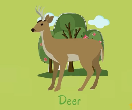 动物英文单词全系列卡片（动物英语单词图文全集）