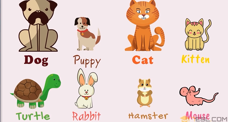 动物英文单词全系列卡片（动物英语单词图文全集）