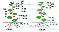 化肥的主要成分（化肥中氮、磷、钾对植物的作用）