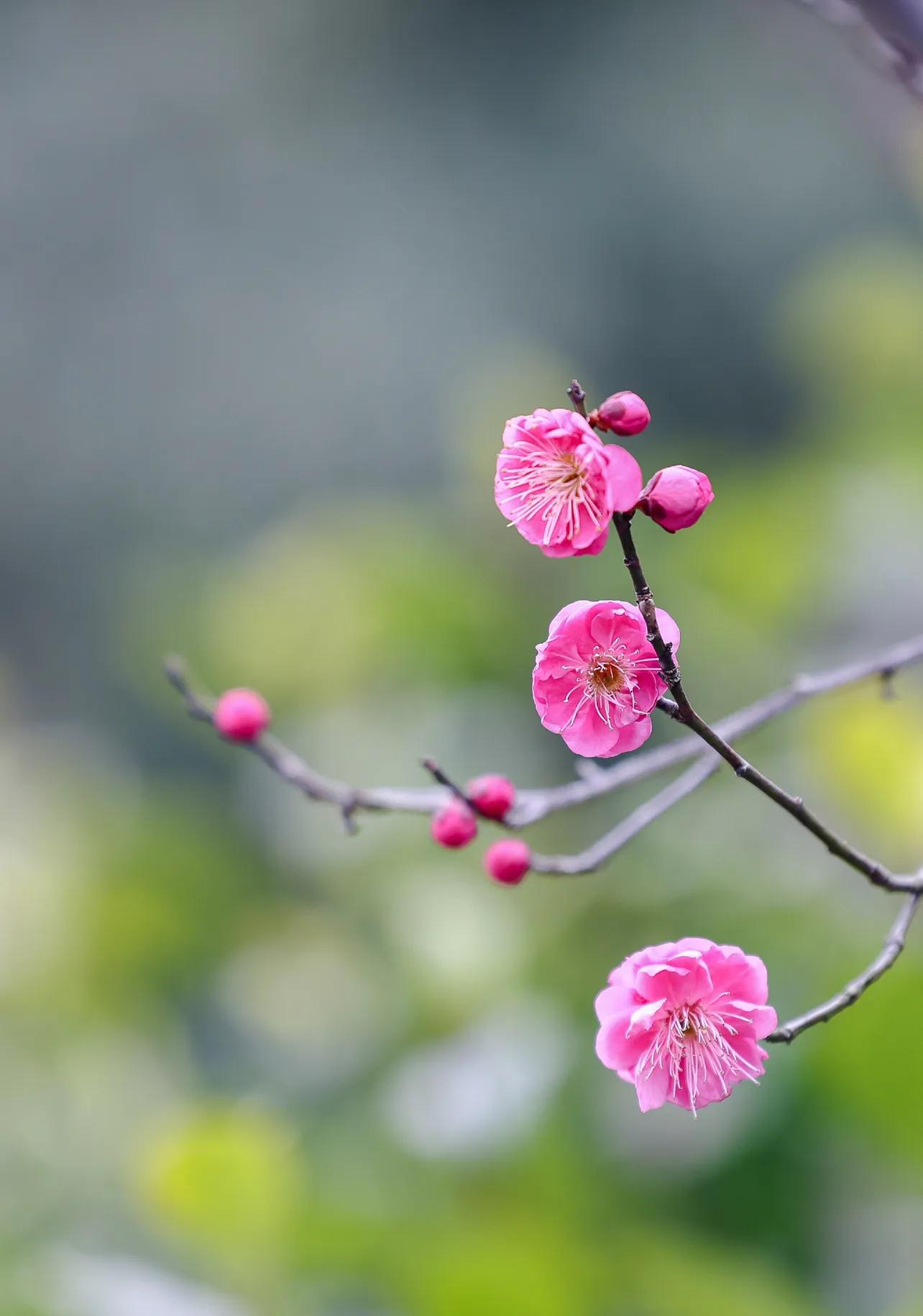 关于立春的寓意和祝福语（充满希望的一年）