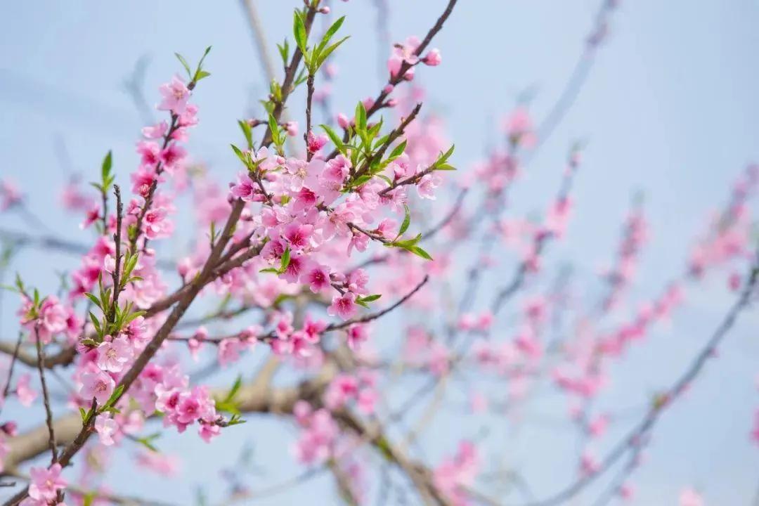 关于春分的古诗句推荐（人间万物皆恰好，莫负春光莫负卿）