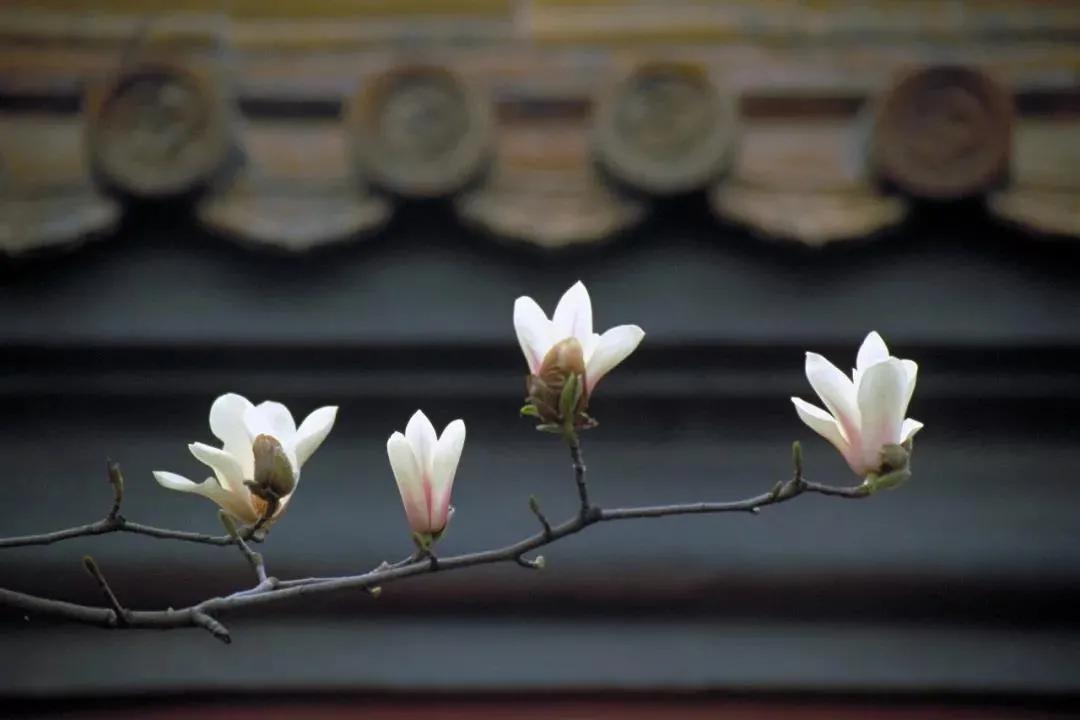 关于春分的古诗句推荐（人间万物皆恰好，莫负春光莫负卿）