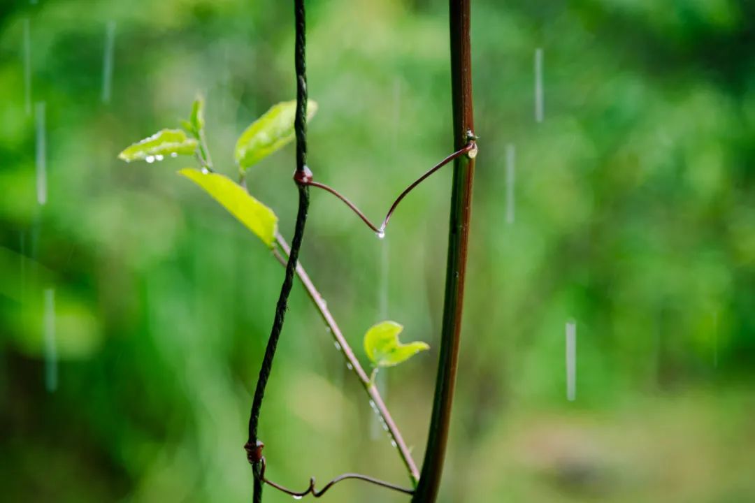 有关优美的8首春雨诗词赏析（春雨润万物，人间朝气生）