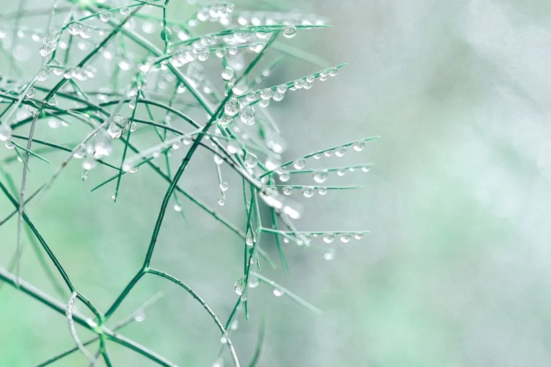 有关优美的8首春雨诗词赏析（春雨润万物，人间朝气生）