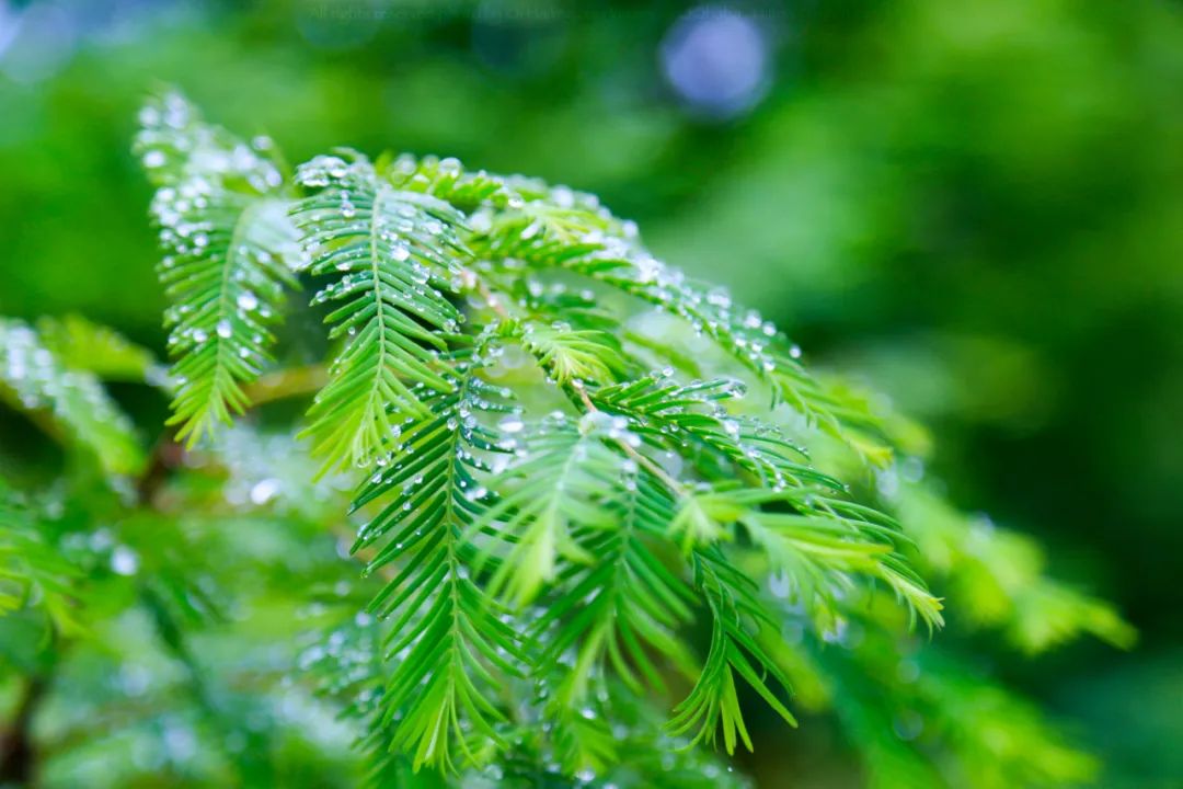 有关优美的8首春雨诗词赏析（春雨润万物，人间朝气生）