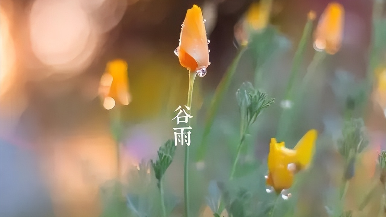 二十四节气谷雨古诗，形容谷雨古诗节气的诗句