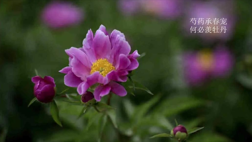 二十四节气谷雨古诗，形容谷雨古诗节气的诗句