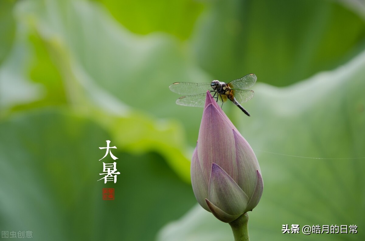 大暑时节祝福语推荐（愿你开开心心过夏季，幸福生活永围绕）