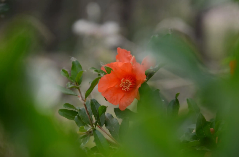 形容石榴花的诗句（关于石榴花的经典古诗）