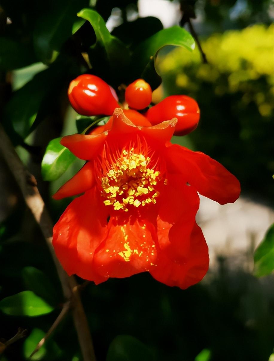 形容石榴花的诗句（关于石榴花的经典古诗）