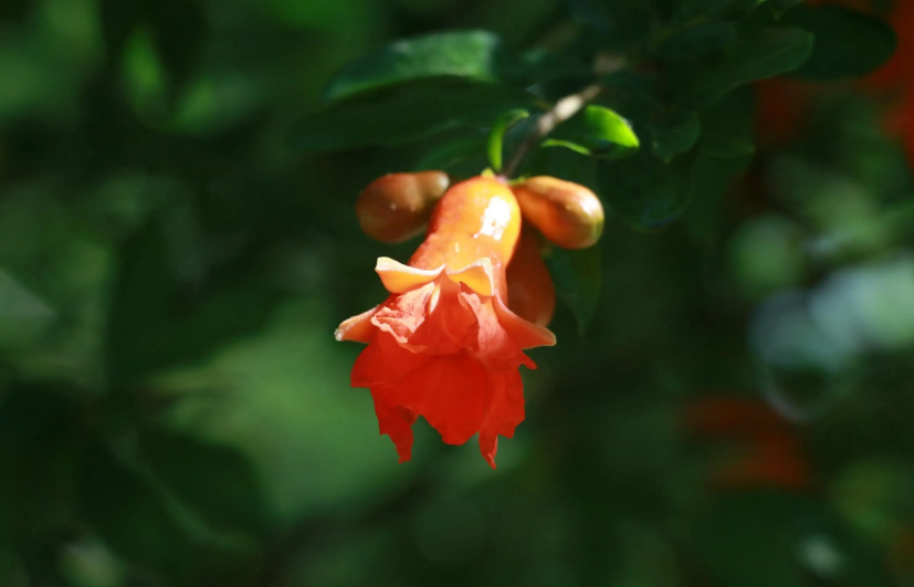 形容石榴花的诗句（关于石榴花的经典古诗）