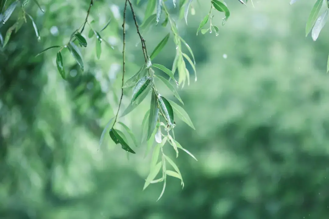 小众绝美的六言古诗词（有格调的小众诗句）