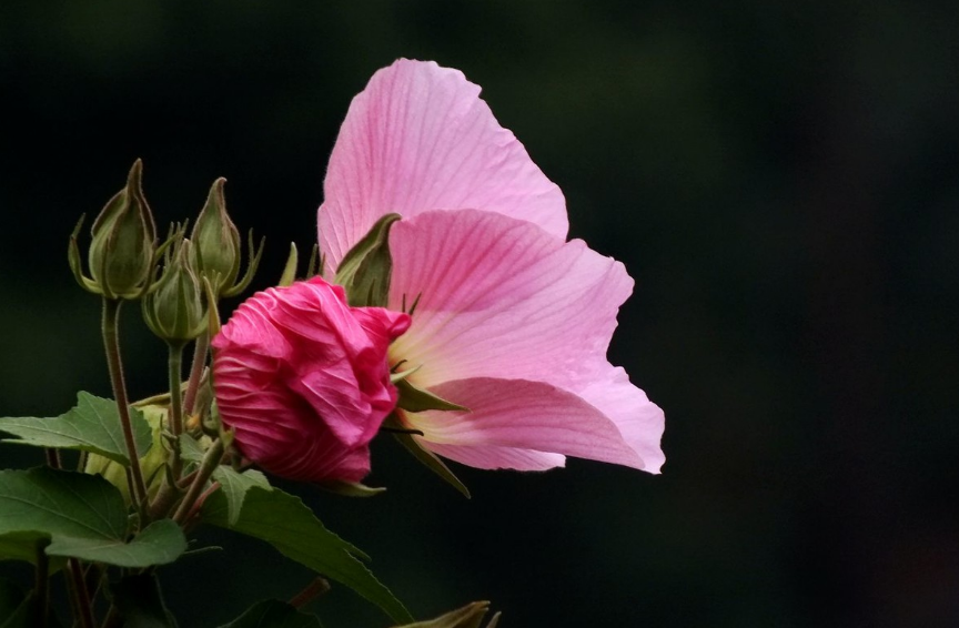 赞美芙蓉花唯美的诗句（十首木芙蓉的诗词）