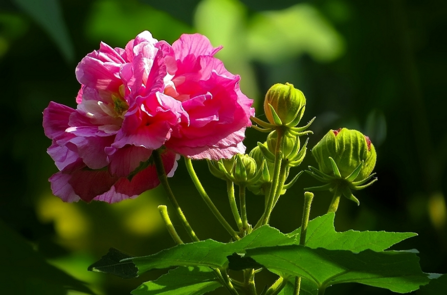 赞美芙蓉花唯美的诗句（十首木芙蓉的诗词）