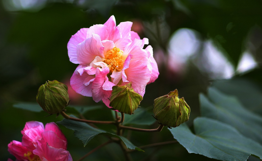 赞美芙蓉花唯美的诗句（十首木芙蓉的诗词）