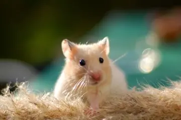 《一只可爱的小仓鼠》（关于可爱动物的作文精选）