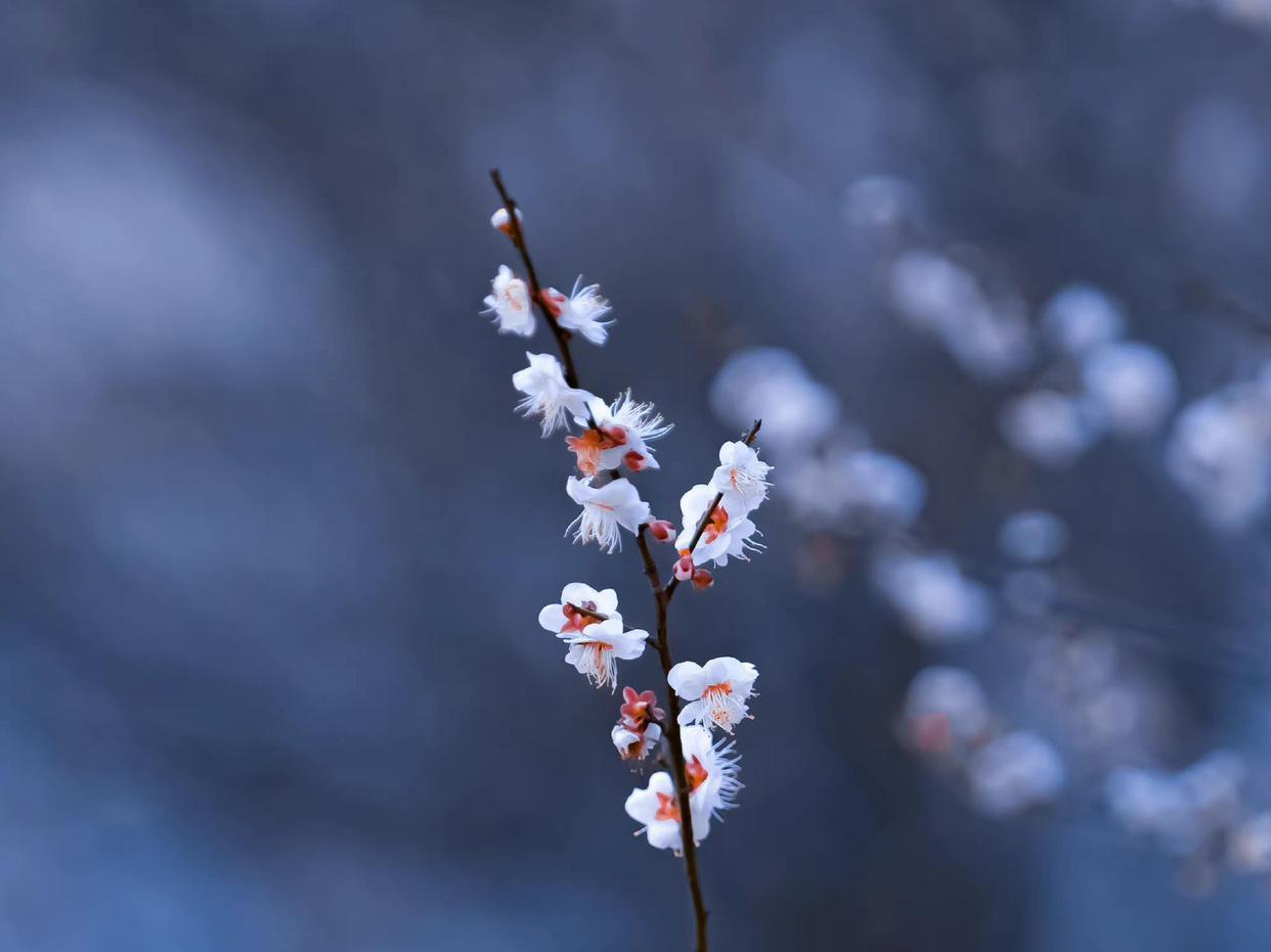 自在飞花轻似梦，无边丝雨细如愁（秦观十首经典词）