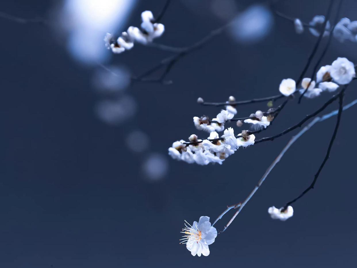 自在飞花轻似梦，无边丝雨细如愁（秦观十首经典词）