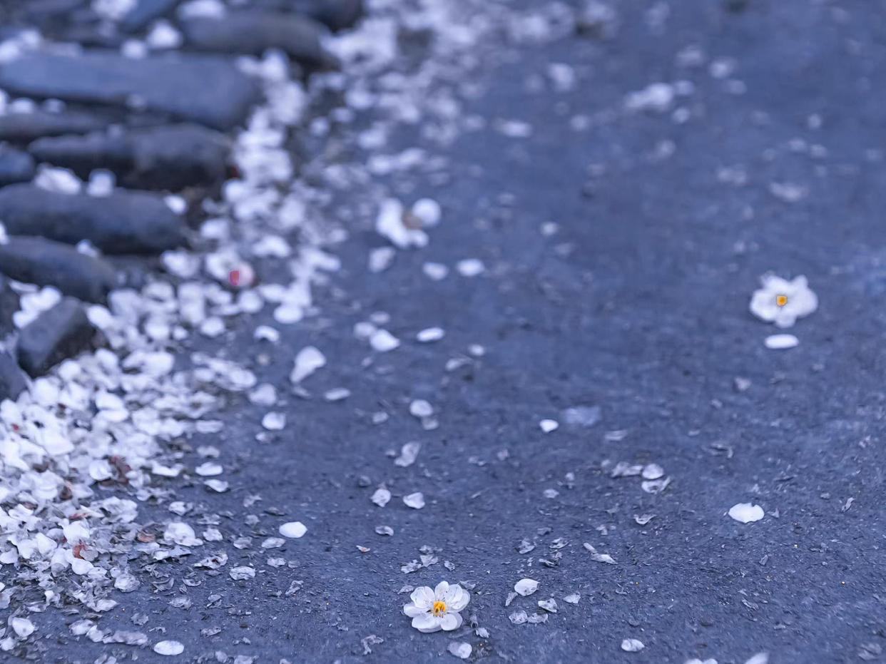 自在飞花轻似梦，无边丝雨细如愁（秦观十首经典词）