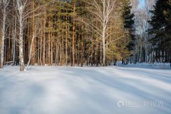 冬天的森林景色作文（《冬日里的森林冒险》）