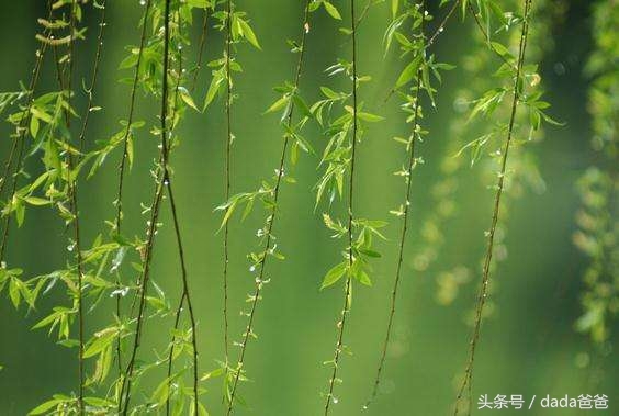 春雨经典诗词大全（描写春雨的古诗21首）