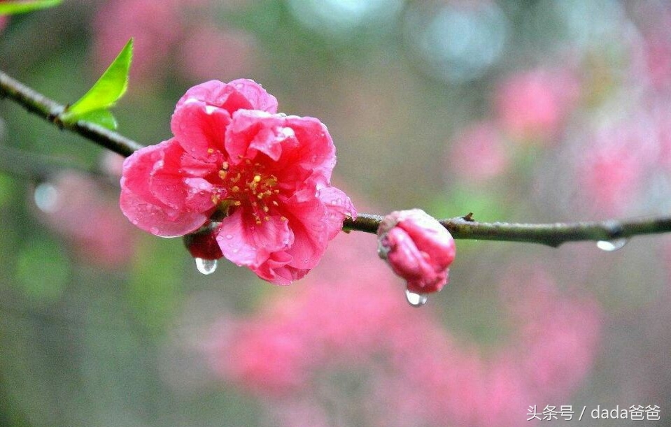 春雨经典诗词大全（描写春雨的古诗21首）