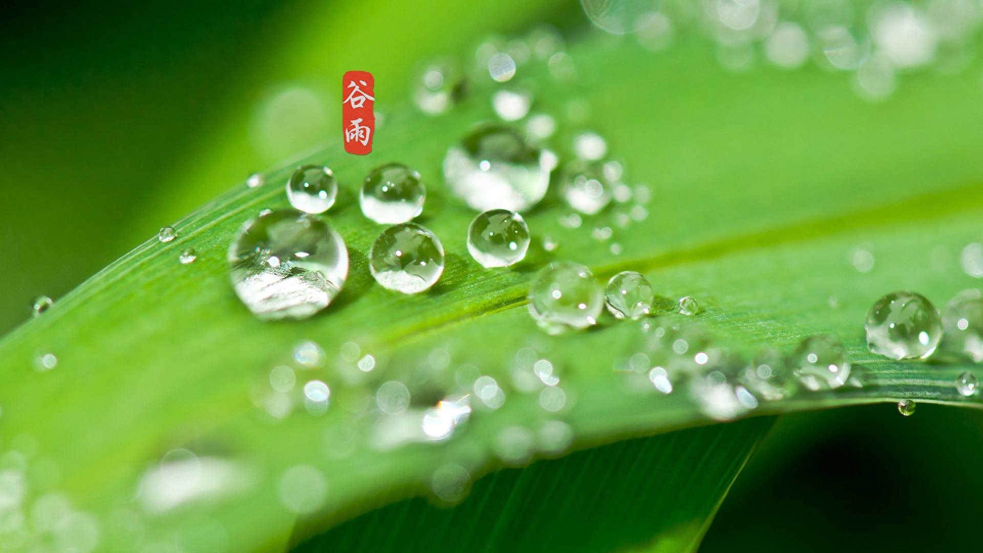 二十首唯美谷雨诗词推荐（谷雨春光晓，山川黛色青）