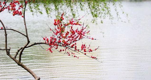 三月桃花水课文讲解（三月桃花水教材段落解析）