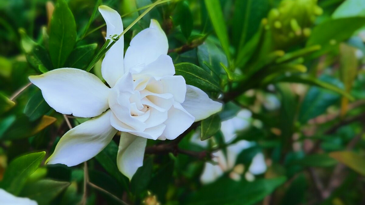 描写栀子花的唯美段落摘抄（栀子花的优美句子）