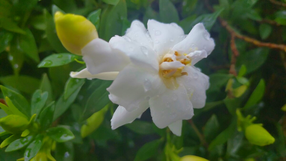 描写栀子花的唯美段落摘抄（栀子花的优美句子）