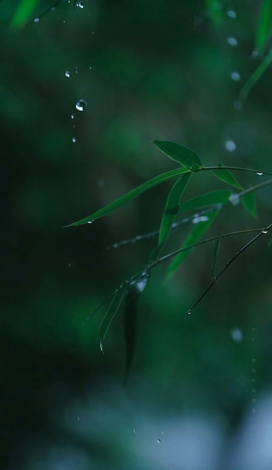 描写竹林意境的唯美句子（赞美竹林景色的美文佳句）