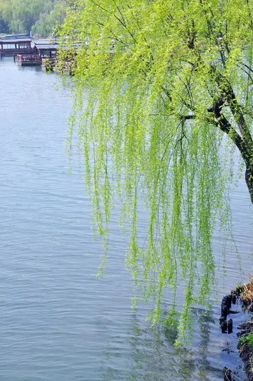 描写植物的优美好词好句大全（精选写植物唯美句子段落摘抄）