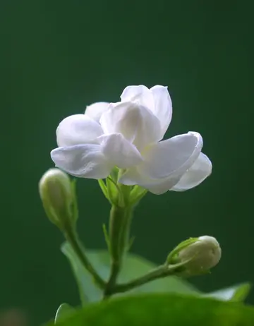 描写植物的优美好词好句大全（精选写植物唯美句子段落摘抄）