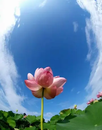 描写夏天的好词好句好段子大全（分享关于夏天优美好词语段及摘抄）