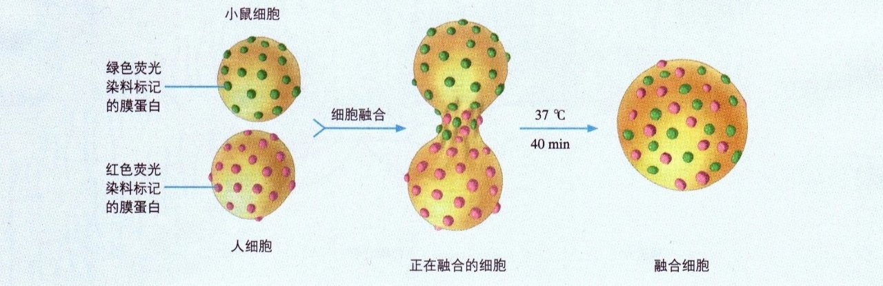 细胞膜的功能和结构特性（高中生物细胞膜知识）