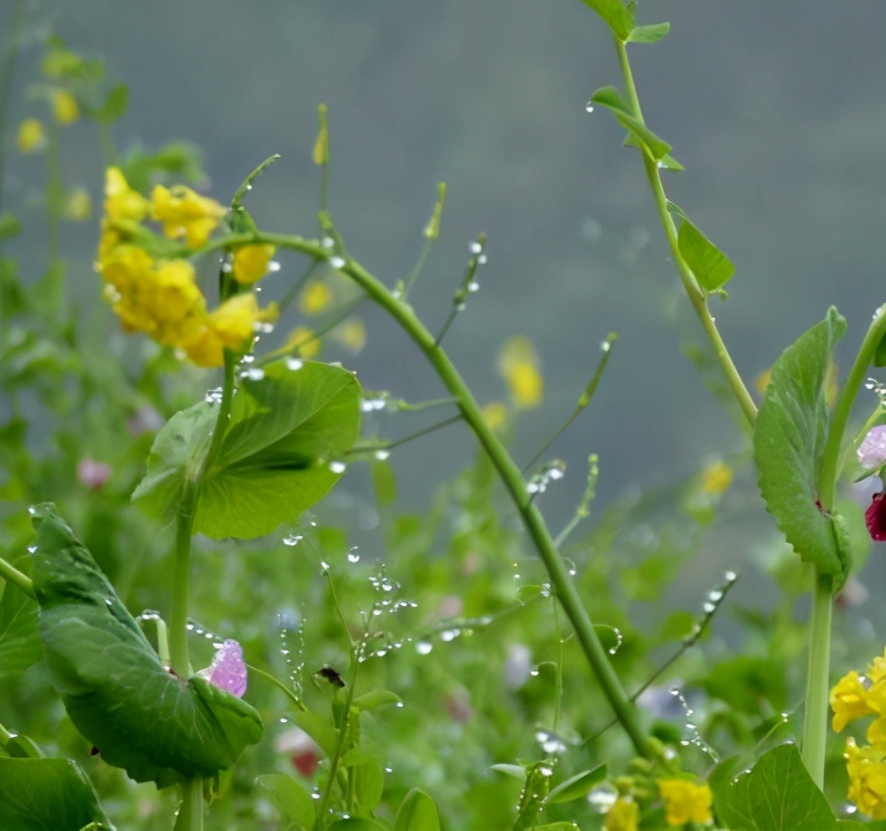 小学优秀作文好大好大的雨欣赏，精选小学四年级范文