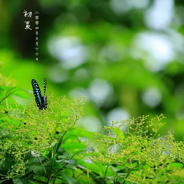 初夏作文600字(精选1篇)