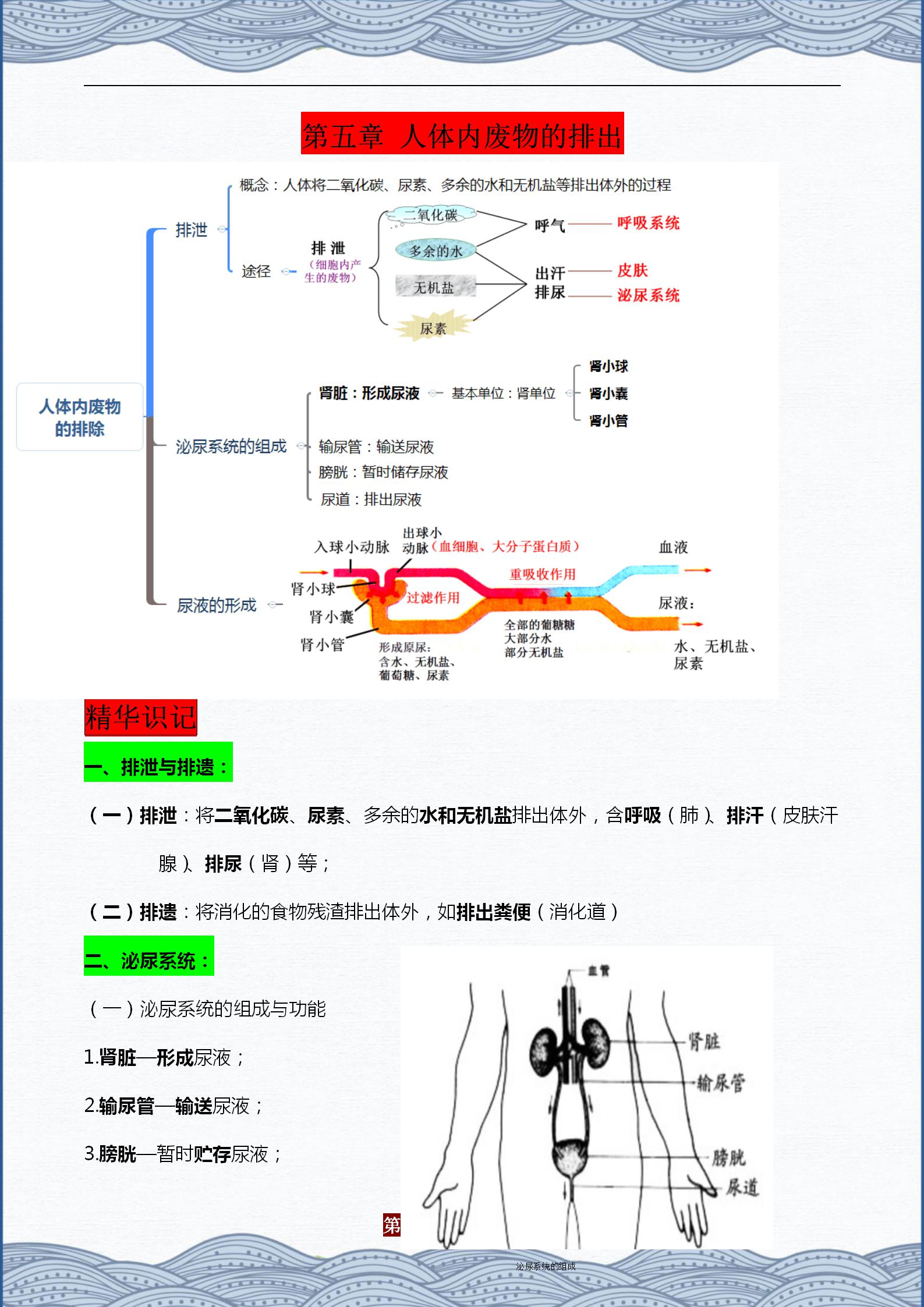 生物七下重点知识点总结（初中生物章节内容梳理）