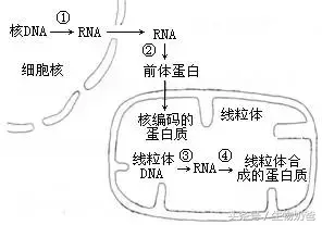 半自主性细胞器名词解释（叶绿体和线粒体自主复制）