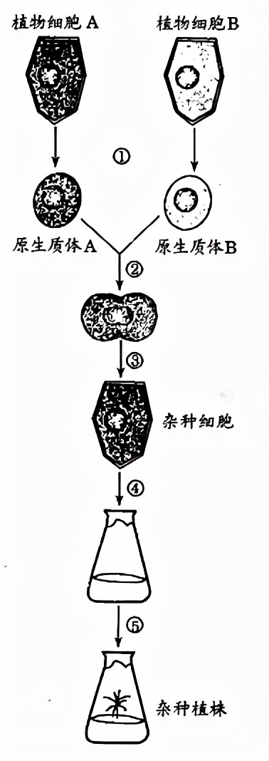 高中生物选修三知识点汇总（生物细胞工程重点大全）