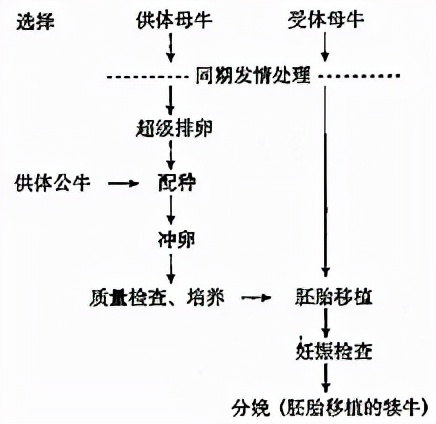 高中生物选修三知识点汇总（生物细胞工程重点大全）