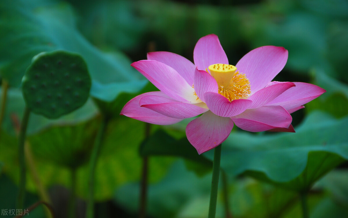 高中生物选修三知识点汇总（生物细胞工程重点大全）