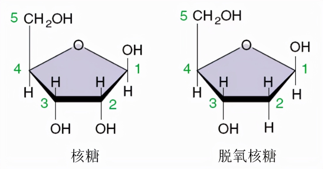 高一生物必修一知识点总结（生物必修一重点考点归纳）