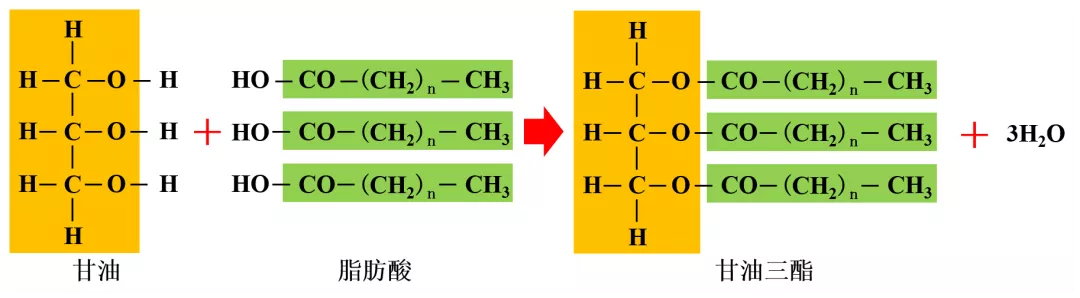 高一生物必修一知识点总结（生物必修一重点考点归纳）