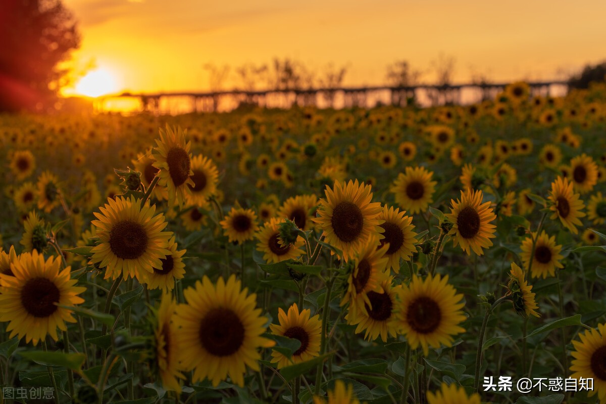 小学生作文葵花（精选写物篇）