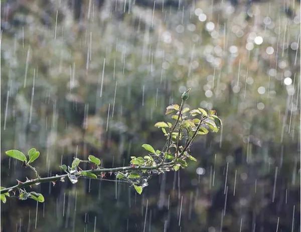 风儿轻雨作文（精选500字范文）