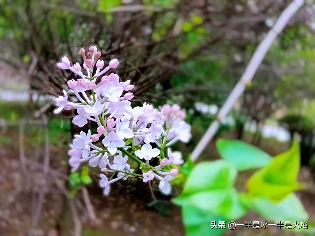 小学生作文丁香花（精选范文）