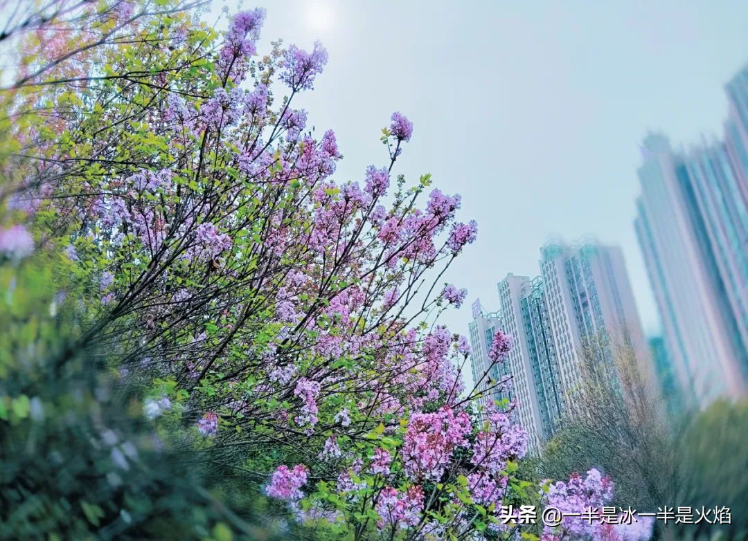 小学生作文丁香花（精选范文）