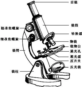 七上生物知识点归纳整理（初中生物重点考点汇总）